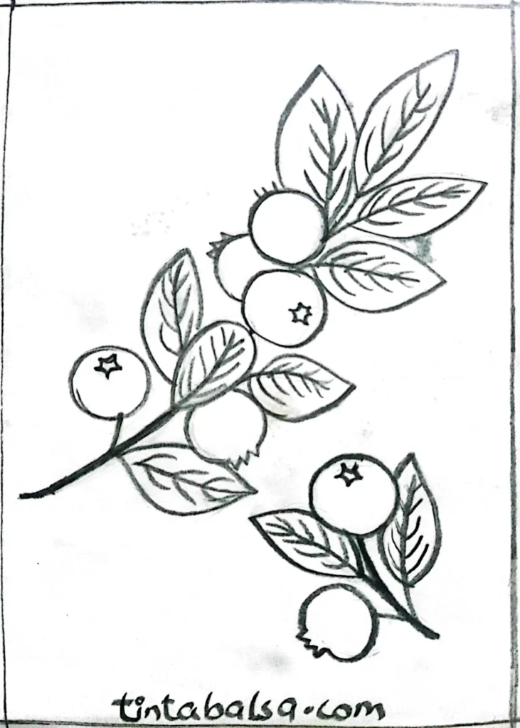 A vibrant drawing of autumn forest fruits like blackberries and raspberries, complemented by detailed branches and leaves.