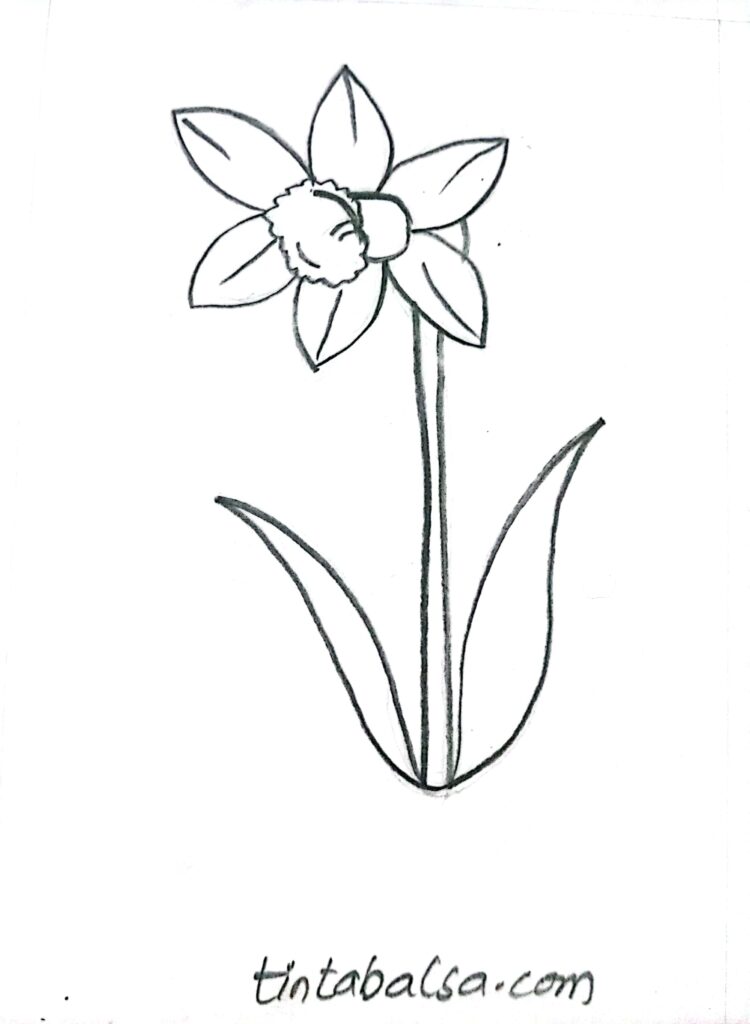 A detailed drawing of a daffodil with its distinct trumpet-like centre and elongated petals.