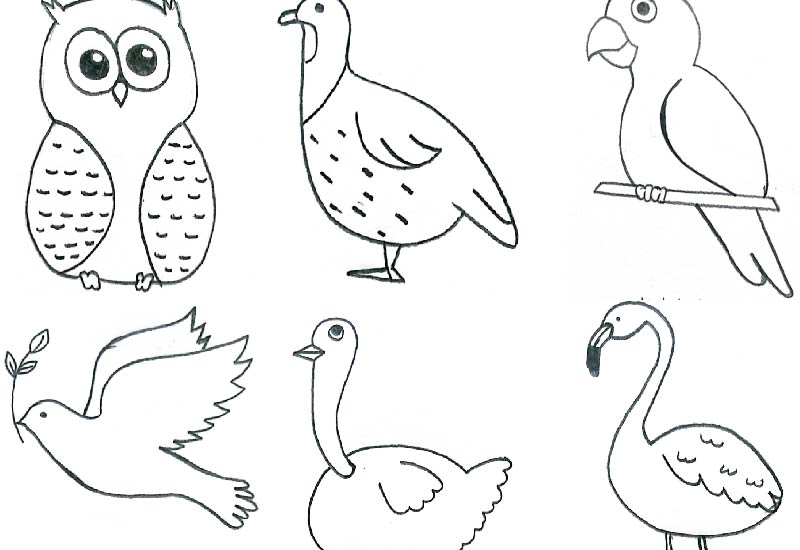 "Ilustración animada de varios pájaros coloridos en estilo de dibujo, mostrando detalles como plumas y formas únicas."